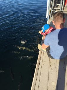 Small boy feeding fish with father at Lake Mead