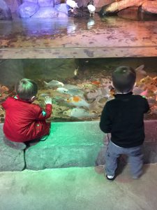 Two small boys looking through the glass of the aquarium at the fish swimming
