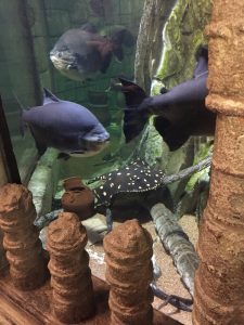 Three small blue fish and one spotted black fish swimming in the aquarium