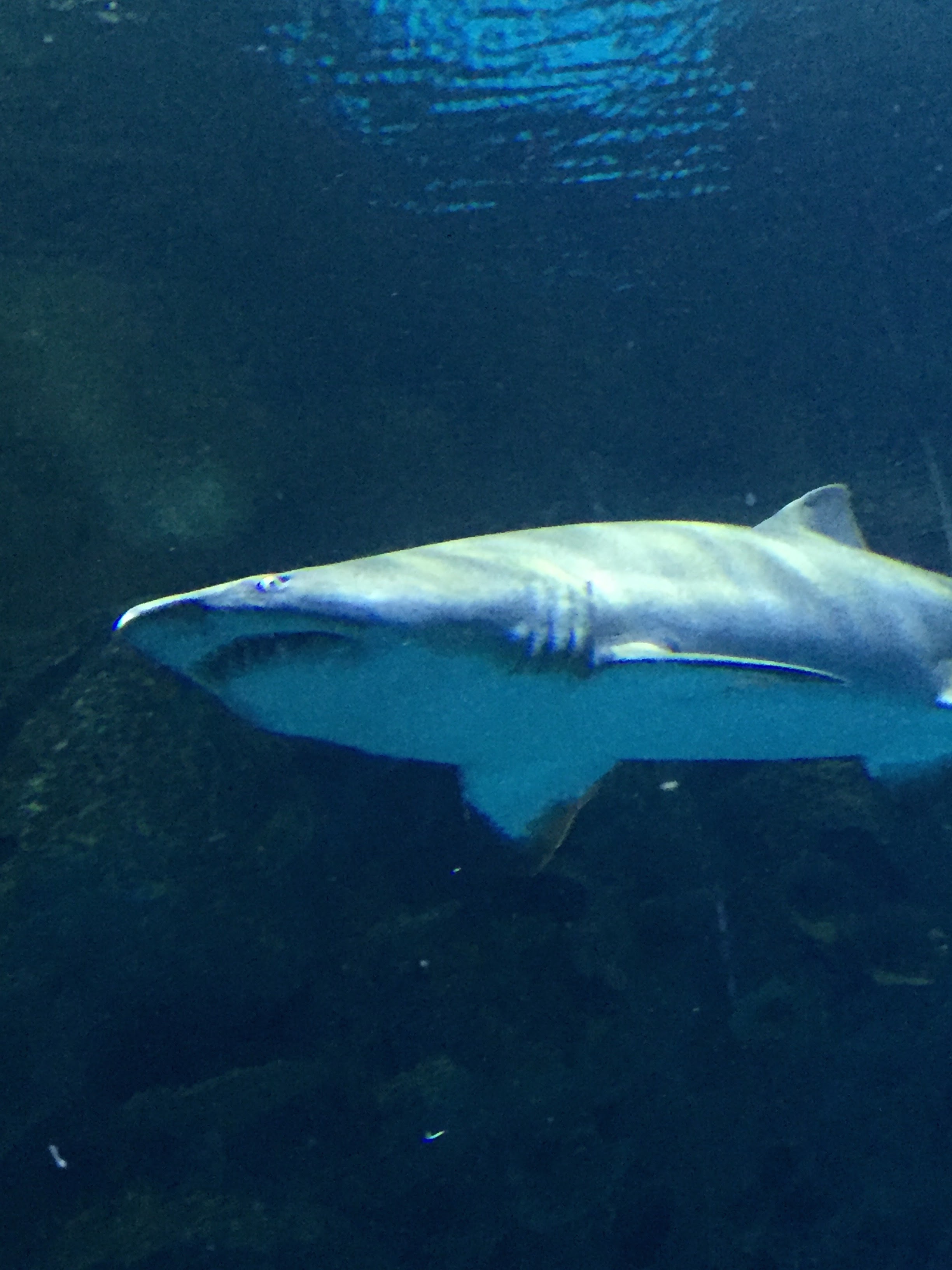 Vegas kids will love the shark reef aquarium sharks