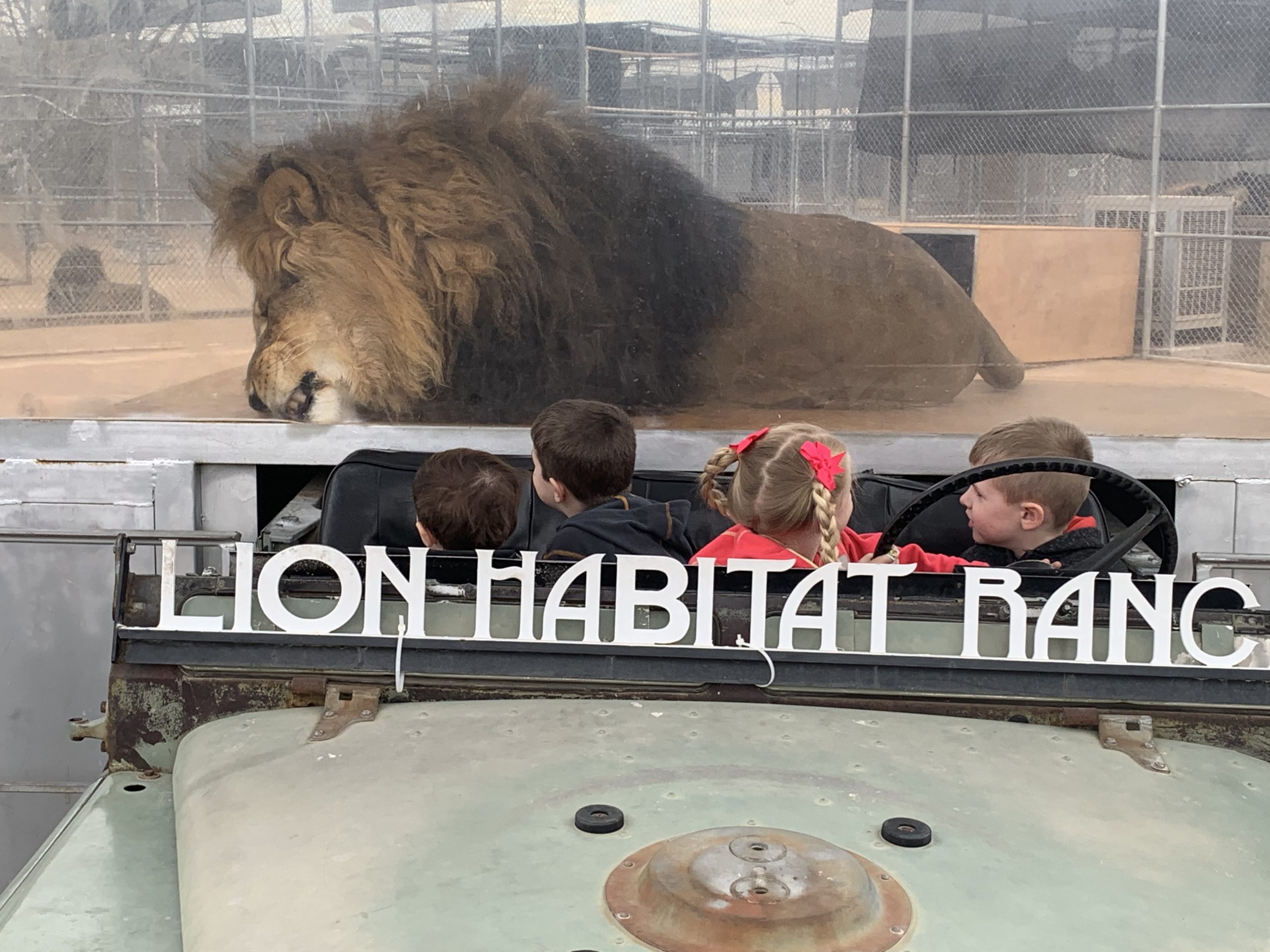 kids sitting in jeep at lion habitat ranch staring at large lion behind them