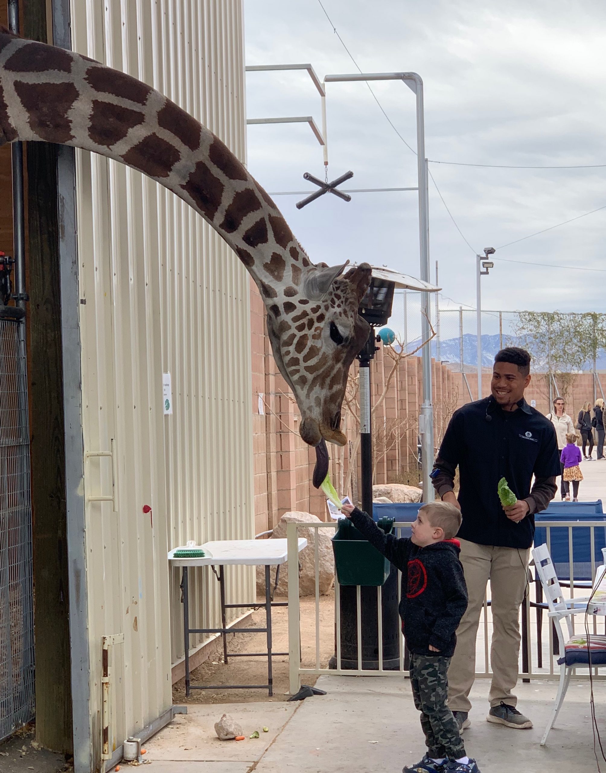 Boy feeding Ozzie the giraffe at Lion Habitat Ranch
