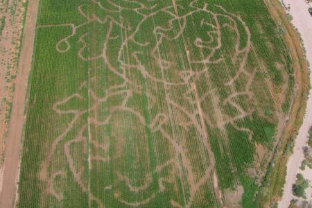 Halloween acitvities corn maze in Moapa