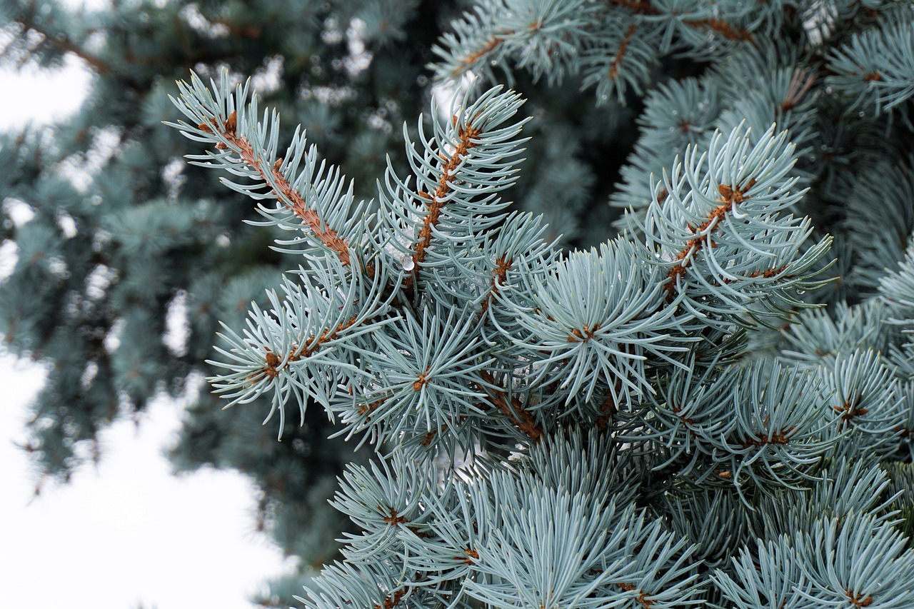 Pine tree for Christmas tree