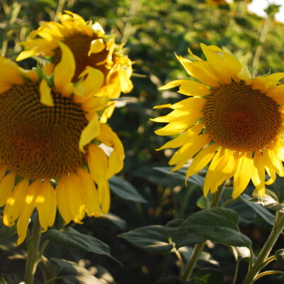 Sunflowers in a field